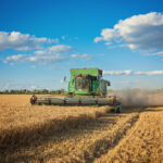 Harvesting combine in the field cropping cereal field